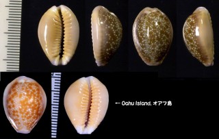 ハワイカモンダカラ Erosaria helvola hawaiiensis small