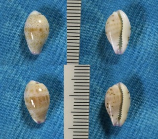 ハモンドダカラ Purpuradusta hammondae hammondae small