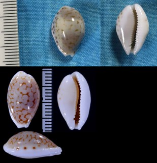ヘビカワカノコダカラ (仮称) Cribrarula pellisserpentis small