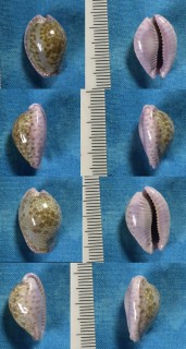 アフリカダカラ Erosaria marginalis marginalis small