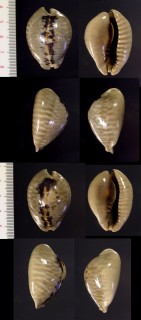 ネズミダカラ Muracypraea mus mus small