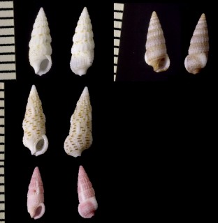 ハナカニモリ Cerithium zebrum small