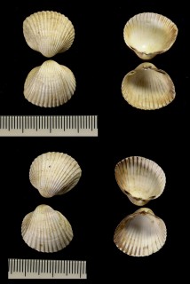 ナミヨーロッパザル Cerastoderma glaucum small
