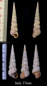 ヨーロッパキリガイダマシ Turritella communis small