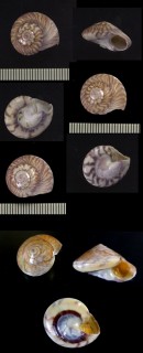ニュージーランドキサゴ Zethalia zelandica small