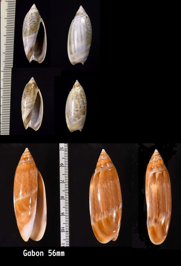 ヤセマクラ Agaronia acuminata small
