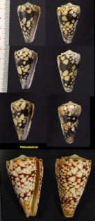 クロミナシ Conus bandanus small