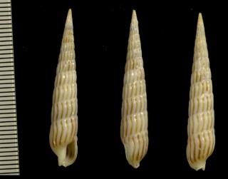 パーキンソンタケノコ Terebra parkinsoni small