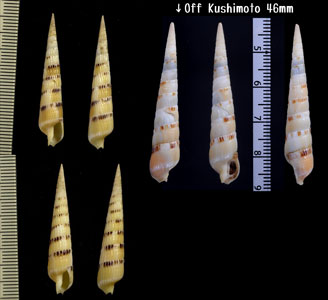 キタケノコ Terebra pertusa small