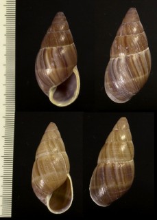 アキレスナガマイマイ　（仮称） Thaumastus achilles aff. small