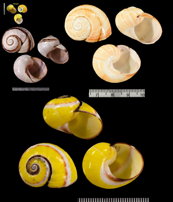 コダママイマイ Polymita picta picta small
