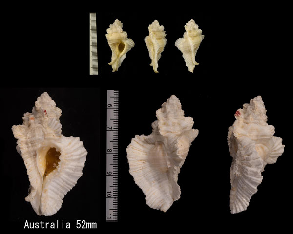 チヂミバショウガイ Pterynotus tripterus small