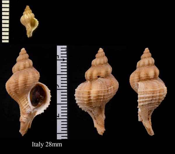 ジブラルタルヨウラク Hadriana craticuloides small