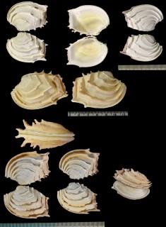 イジンノユメ (イジンノユメハマグリ) Bassina disjecta small