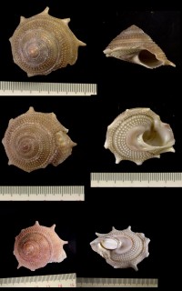 トガリリンボウ Guildfordia aculeatus small