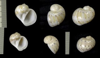 フロガイ Naticarius alapapilionis small