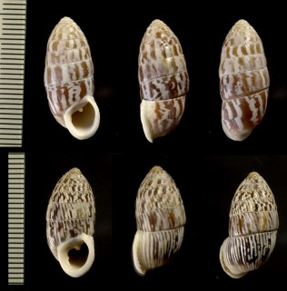 タテジマオオタワラの仲間 Cerion fordii small