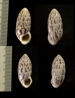 タテジマオオタワラの仲間02 Cerion fordii submarmoratum small