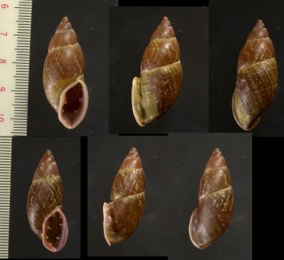 オニグチギセルの仲間02 ブラジル Macrodontes grayanus small
