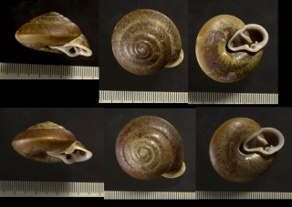 ウズマキオニグチマイマイの仲間02 Labyrinthus bifurcata small
