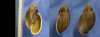 チブサアカネマイマイ Placostylus fibratus small