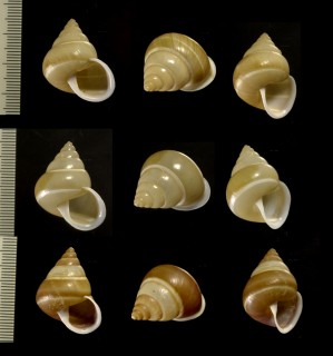 ヒメパプア Papuina meta small