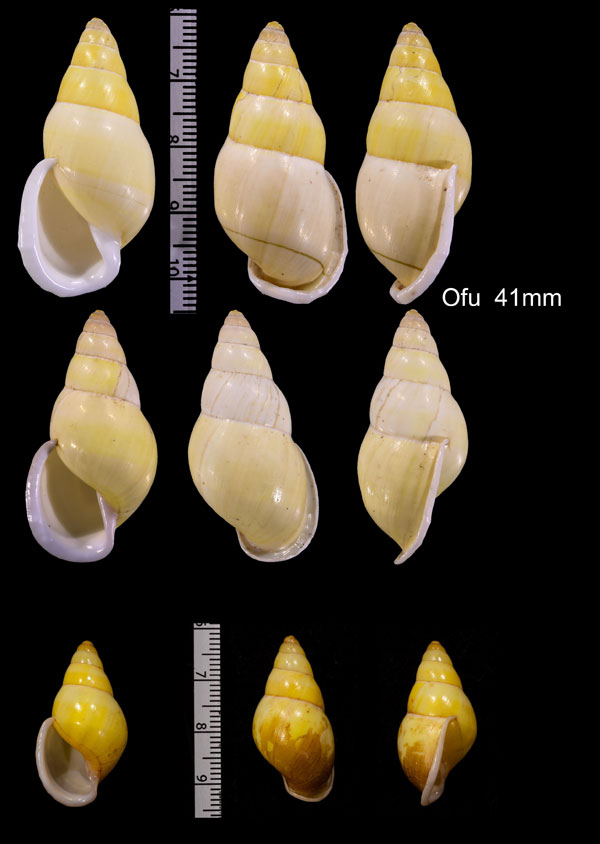 キイロアツクチマレーマイマイ (仮称) Amphidromus feliciae small
