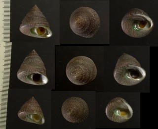 タマムシウズ Trochus chloromphalus small