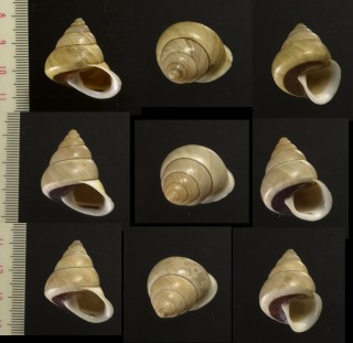 シロオビエンスイパプア Papuina pileus small