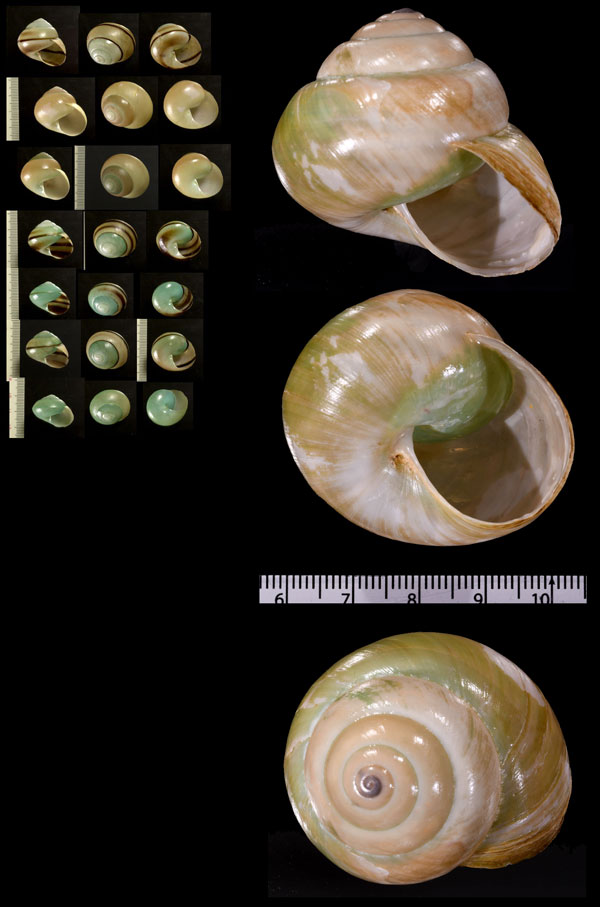 ハラタミドリマイマイ (仮称) Asperitas bimaensis halata small
