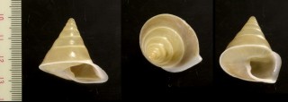 ウスハディマイマイ Papuina steursiana concolor small