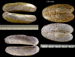 タカノハガイ Ensiculus cultellus small