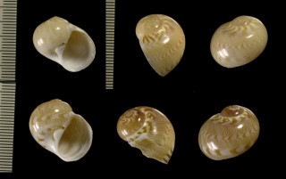 ミナミカザリタマガイ Natica euzona small