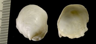 シワカツラガイ Capulus japonicus small
