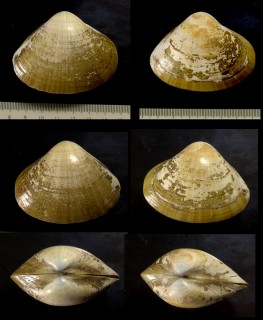 アダンソンタママキ Mactra adansoni small