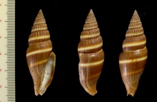 タイワンミノムシ Vexillum formosense small