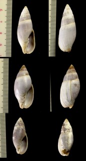 チビカワニナフデ Mitra nigra small