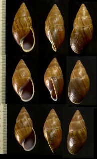 チャスジナガマイマイ Thaumastus largillierti small