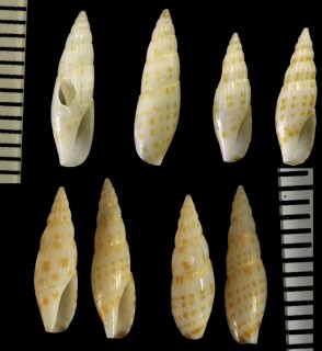 タケノコモドキ Paruiterebra paucivolvis small