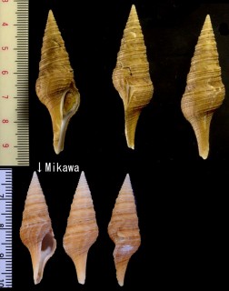 カリガネガイ 雁金貝 Gemmula deshayesii small