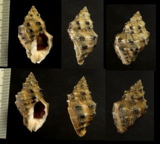レイシガイの仲間 台湾 Thais keluo sp. small