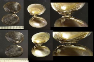 オトコタテボシ　男立烏帽子 Inversiunio reinianus small