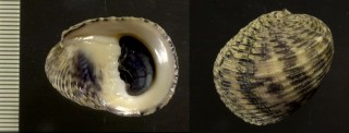 ヒラマキアマオブネ Nerita planospira small
