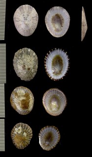 アンチルカサガイ Collisella antillarum small