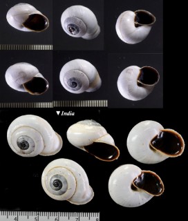 リボンマイマイの仲間 Trachia fallaciosa small