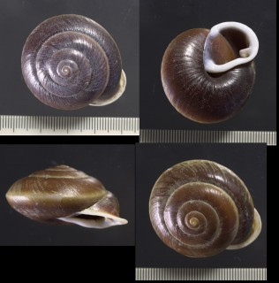 マルオニグチマイマイ Isomeria subcastanea small