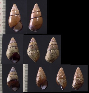 ニセタケノコマイマイ Helicostyla concinna forma archeri small