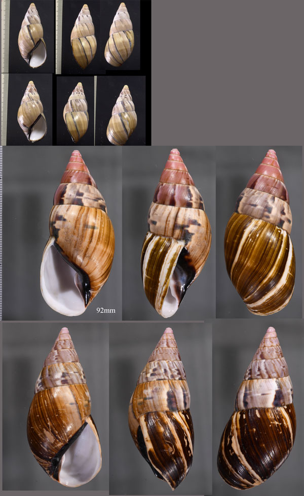 ロロイスジョウオウマイマイ (仮称) Corona loroisiana small