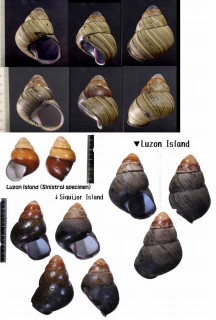 アカハラゴシキマイマイ Helicostyla rufogaster small