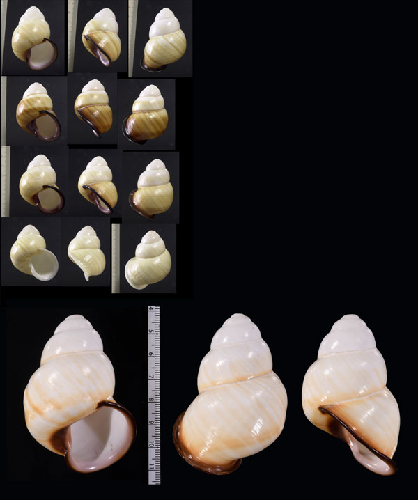 カタハリゴシキマイマイ Helicostyla marinduquensis small